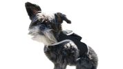 Action Triggered GPS Mobile Pet Tracker Realtime Security Surveillance Size:S