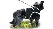 NEW GSM GPS Mini Collar Waterproof Realtime Tracker - Your Dog Safety Size:S